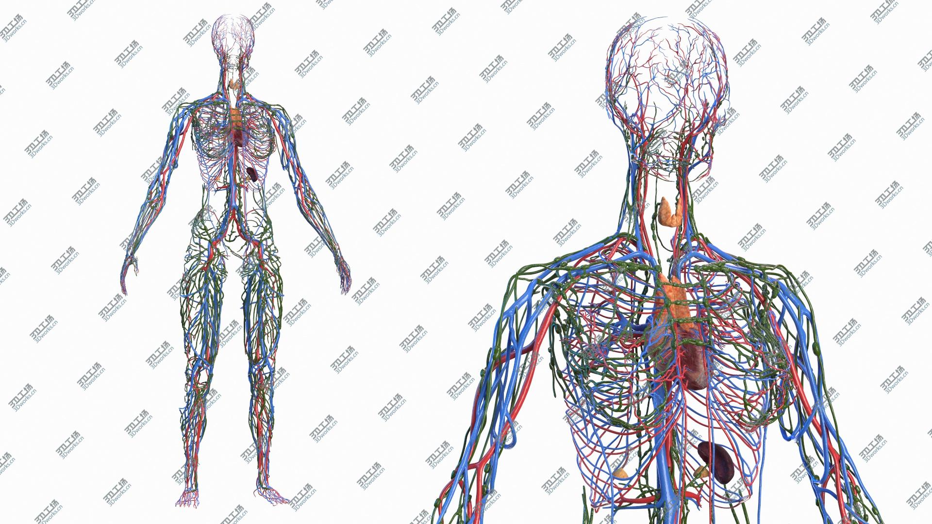images/goods_img/202104091/3D Female Circulatory and Lymphatic System Anatomy/2.jpg